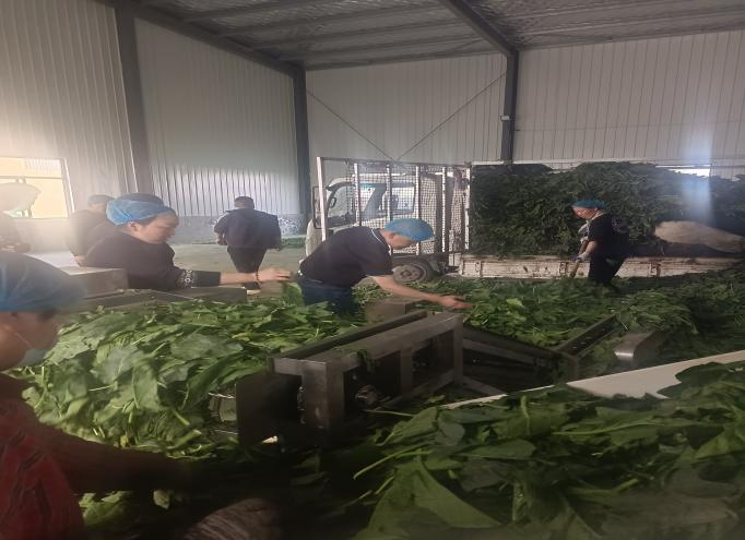 公司領(lǐng)導前往定陶區(qū)考察菠菜加工廠及種植基地